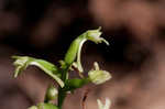 Small green wood orchid